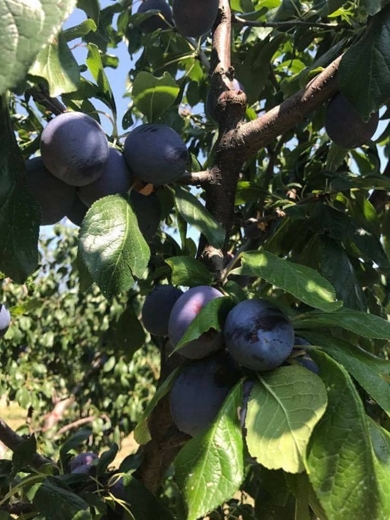 branches with black prunes at 'Gripioti Farm'